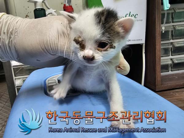 종료(자연사) 한국…